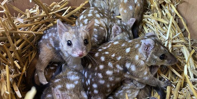 First Nations team play key role in conservation milestone
