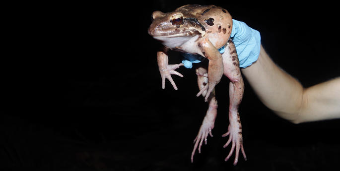 Joining forces to save the Mountain Chicken frog