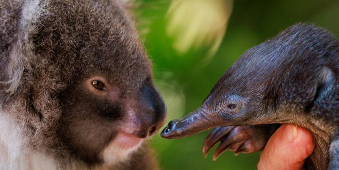 Taronga's Wildlife Hospital Nurtures Australian Icons: Puggle and Koala Joey