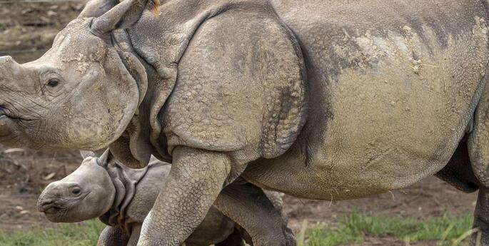Greater One-horned Rhino calf makes public debut