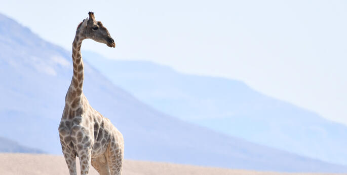 Giraffe conservation