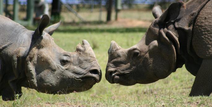 Get to know the Greater One-horned Rhino