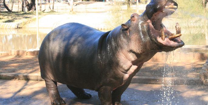 Farewell Happy Hippo