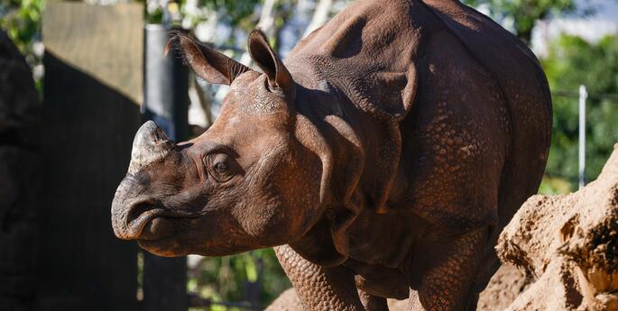 Fab Four arrive at Taronga Zoo Sydney!
