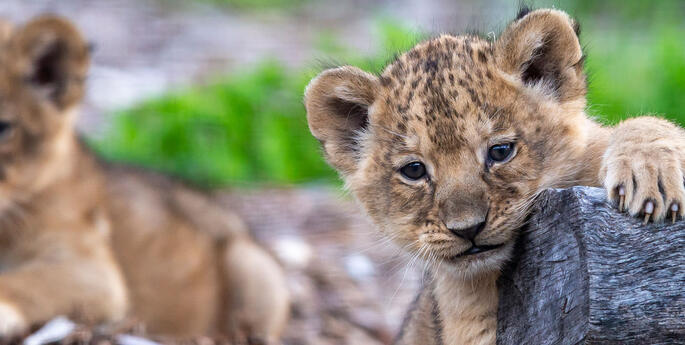 Lion cubs get clean bill of health
