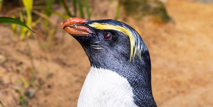 Fiordland crested penguin breeding program