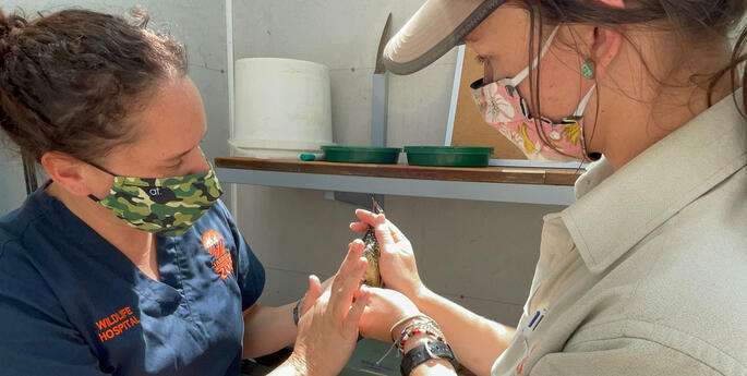 Future of rare bird in safe hands in Dubbo