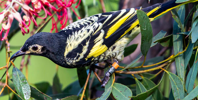 Dubbo's New Wildlife Hospital