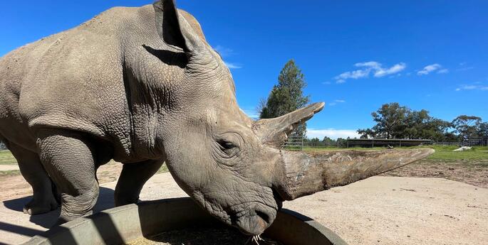 Dubbo Welcomes New White Rhino Bull