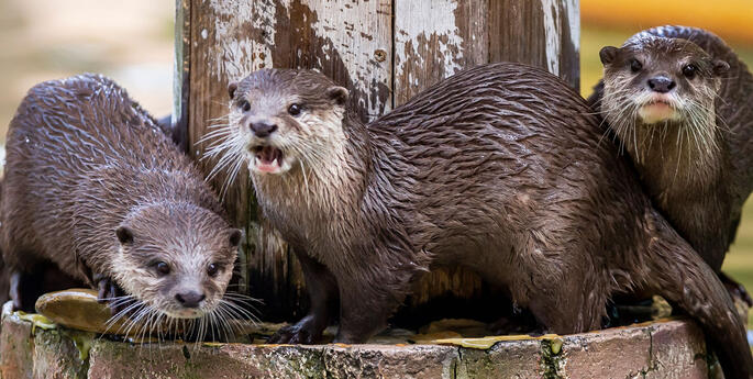 World Otter Day 2022