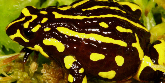 Saving the Northern Corroboree Frog