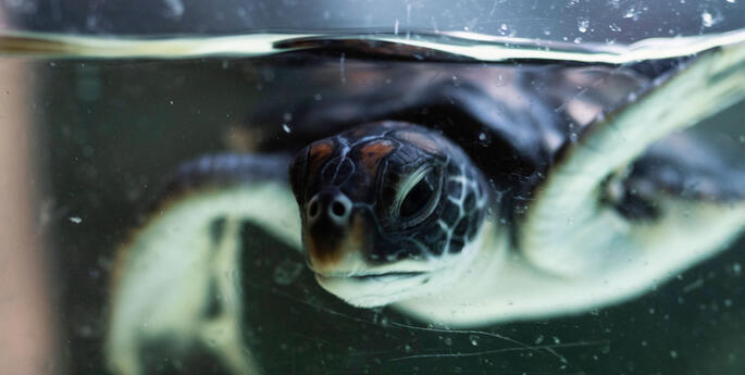 Rescued Turtle Hatchling