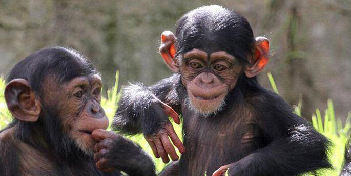 World Chimpanzee Day