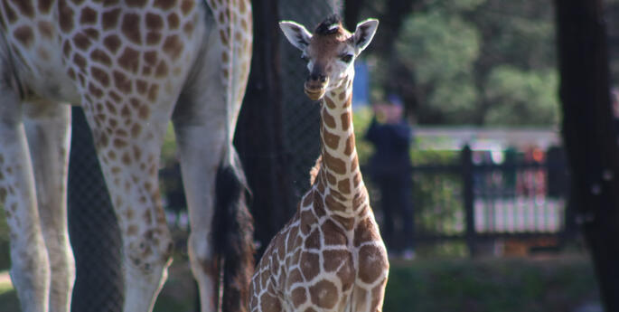 New baby Giraffe Calf