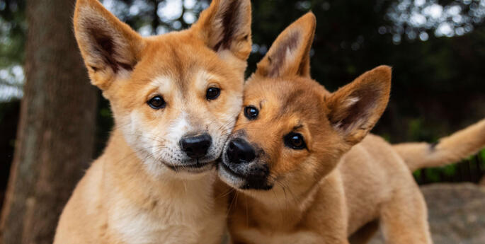 Taronga debuts two adorable Dingo pups