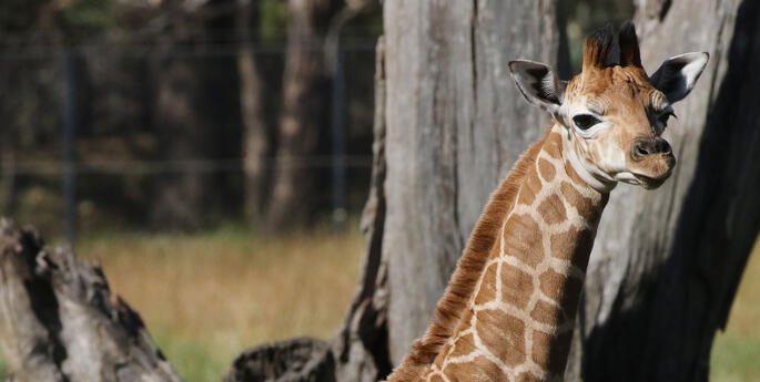 Fifth Giraffe calf born