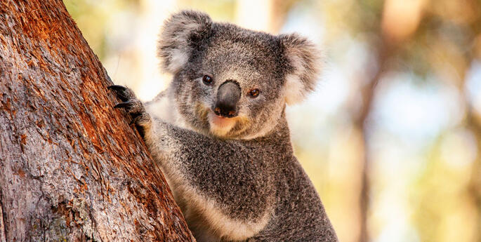 Rewilding project to give refuge to Koalas