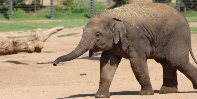 Sabai turns two!