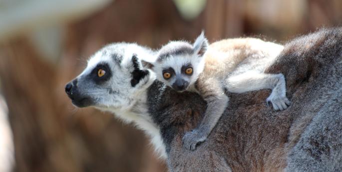 Three Ring-tailed Lemur babies born in Dubbo