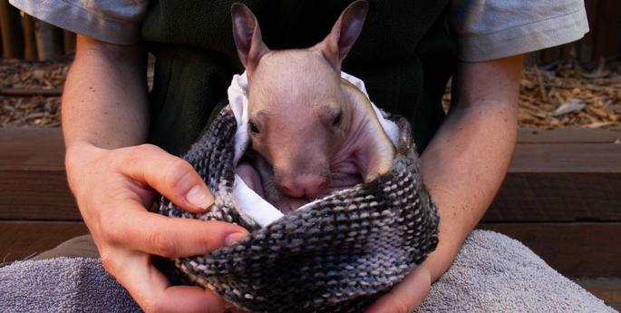 Adorable orphaned Wombat joey receives 24/7 care