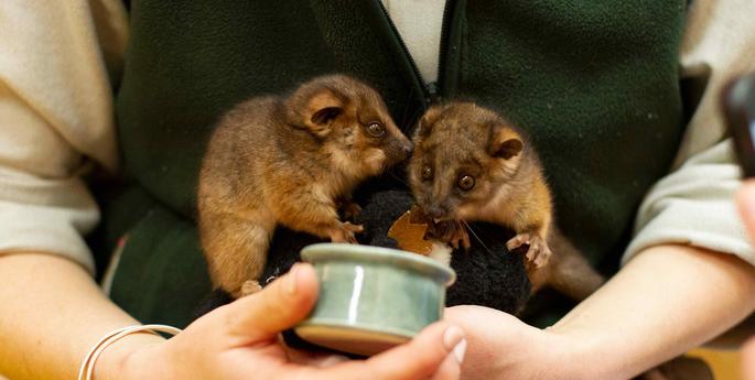 Orphaned twin ringtail possum joeys adopted by Taronga Keeper