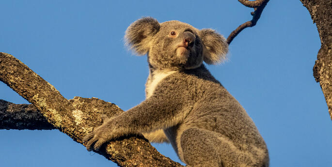 Nura Diya Australia opens at Taronga Zoo