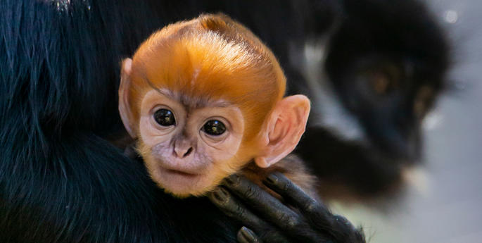 Vibrant new Francois’ Langur baby, adds to Taronga’s spring baby boom