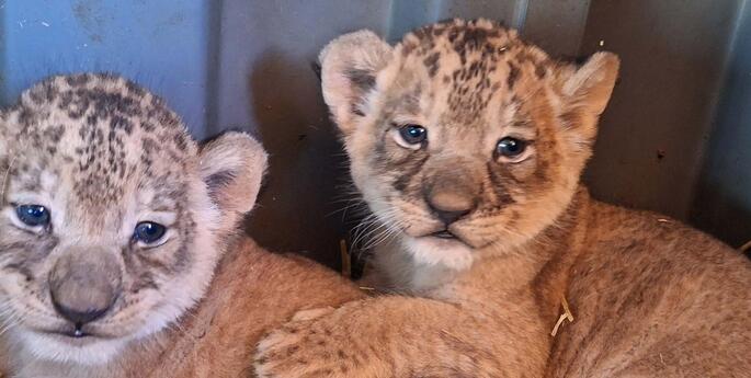 Trio of Lion Cubs born in Dubbo
