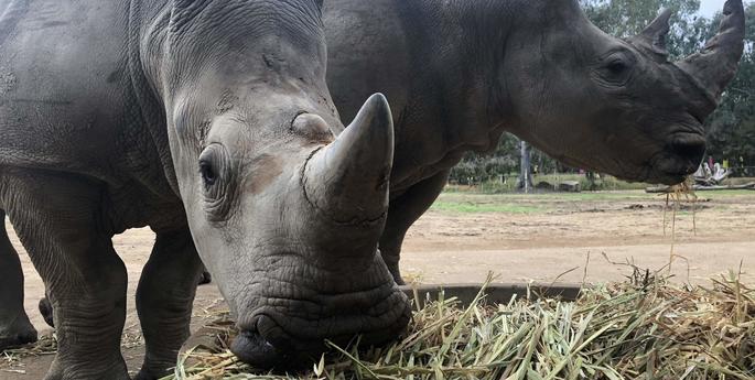 Meeka the White Rhino turns one