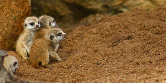 Baby Meerkats born in Dubbo