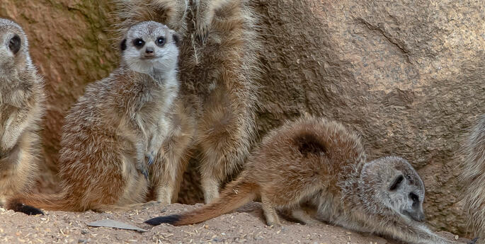 The home of World Meerkat Day!
