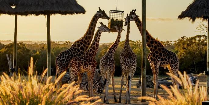 Dubbo Zoo a NSW Tourism Award finalist!