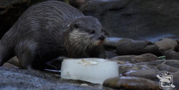 Otter-ly adorable Fishicle Friday