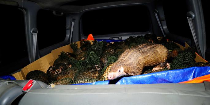 Wildlife trade