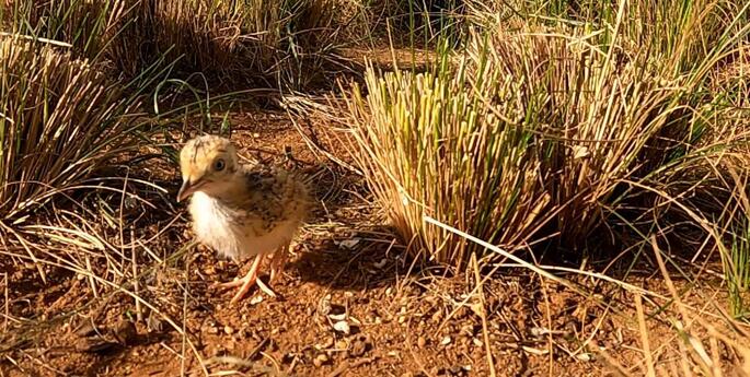 Breeding success continues for rare bird