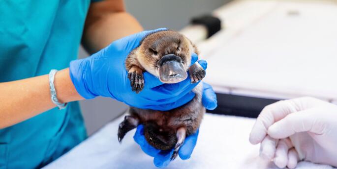 Taronga Giving Day