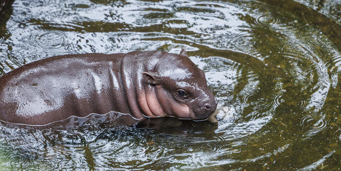 Pygmy Hippo Calf born at Taronga Zoo Sydney!
