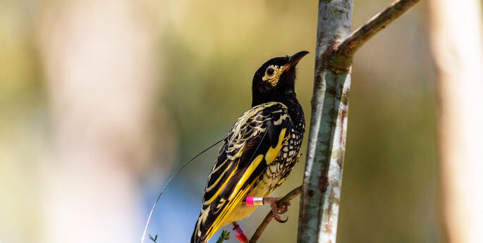 50 Regent Honeyeaters released