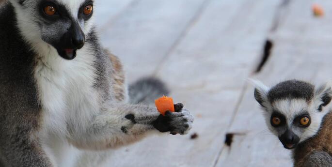 Ring-tailed Lemur babies thriving at Dubbo Zoo