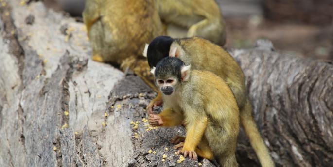 Squirrel Monkeys head to new home