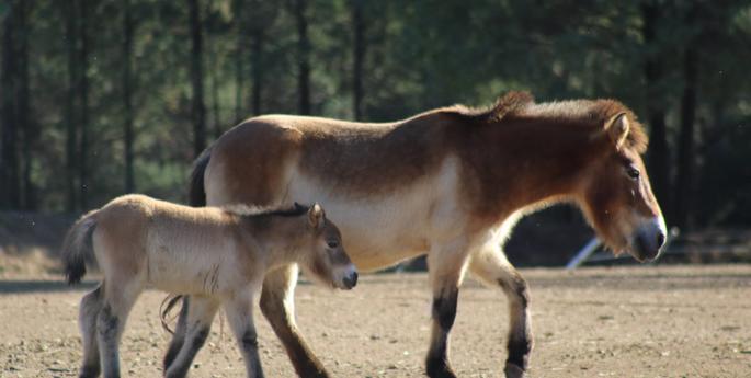 Takhi foal born in Dubbo