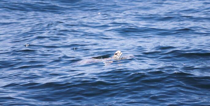 Rescued turtle pooed plastic for six days