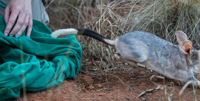 Greater Bilby numbers booming