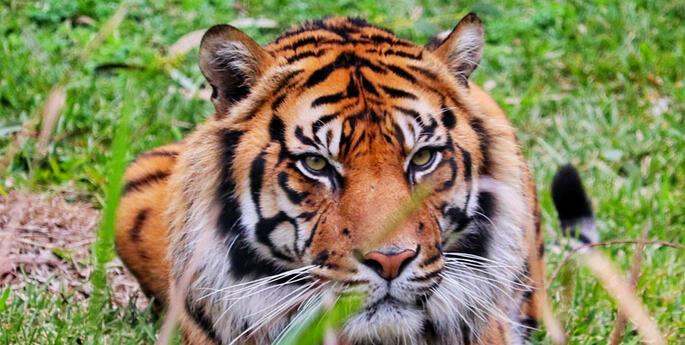Raise your palm for Sumatran Tigers