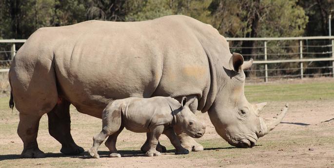 Dubbo Zoo welcomes female White Rhino calf