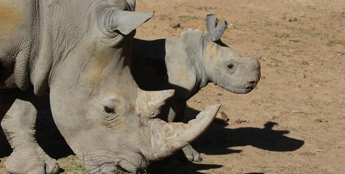 Help name our white Rhino calf
