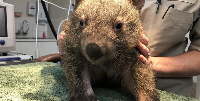 Young wombat in good hands after suffering burns