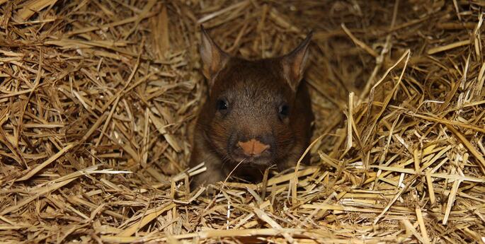 Taronga welcomes wombat joey, Yadu!