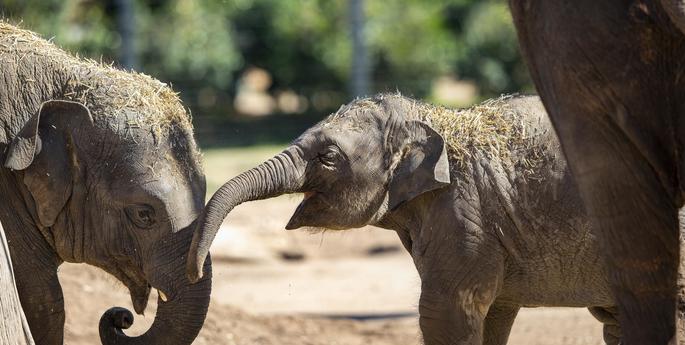 Celebrate World Elephant Day with us