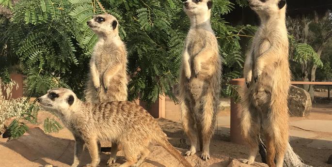 15 reasons to celebrate World Meerkat Day